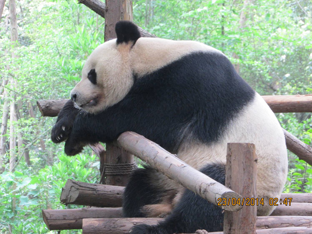 Panda